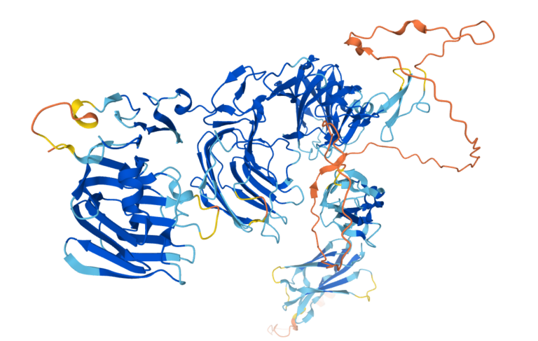 Een 3D moleculair structuurdiagram met complexe, verweven linten van verschillende kleuren, waaronder blauw, oranje en geel, die verschillende eiwitketens of domeinen voorstellen. De linten vertonen helices en vellen in een verwarde formatie. Alphafold