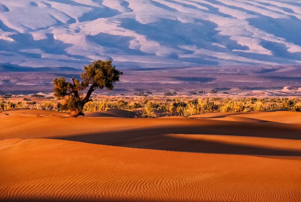 Een eenzame boom staat op de glooiende oranje duinen van een woestijn, met schaarse vegetatie. De achtergrond toont een landschap van gelaagde bergen, gebaad in tinten blauw en paars onder een heldere lucht. Marocco