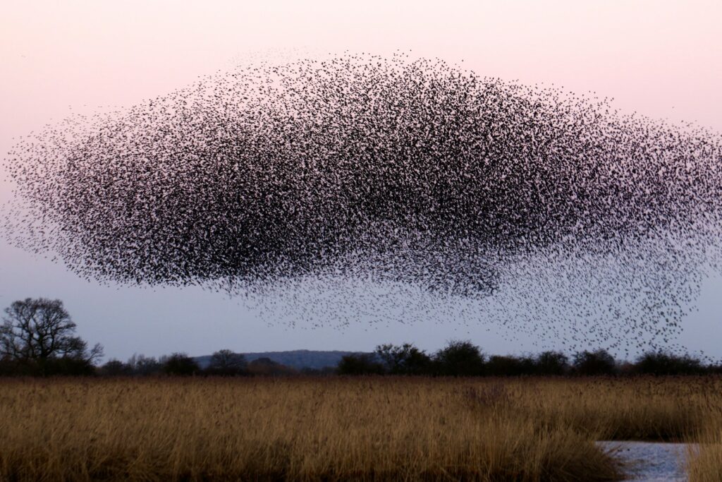 Een grote zwerm vogels, waarschijnlijk spreeuwen, vormt een dichte, wervelende massa in de lucht tijdens een murmuratie. Het landschap hieronder bevat hoog gras en schaarse bomen, met een lichtroze en blauwe lucht op de achtergrond.